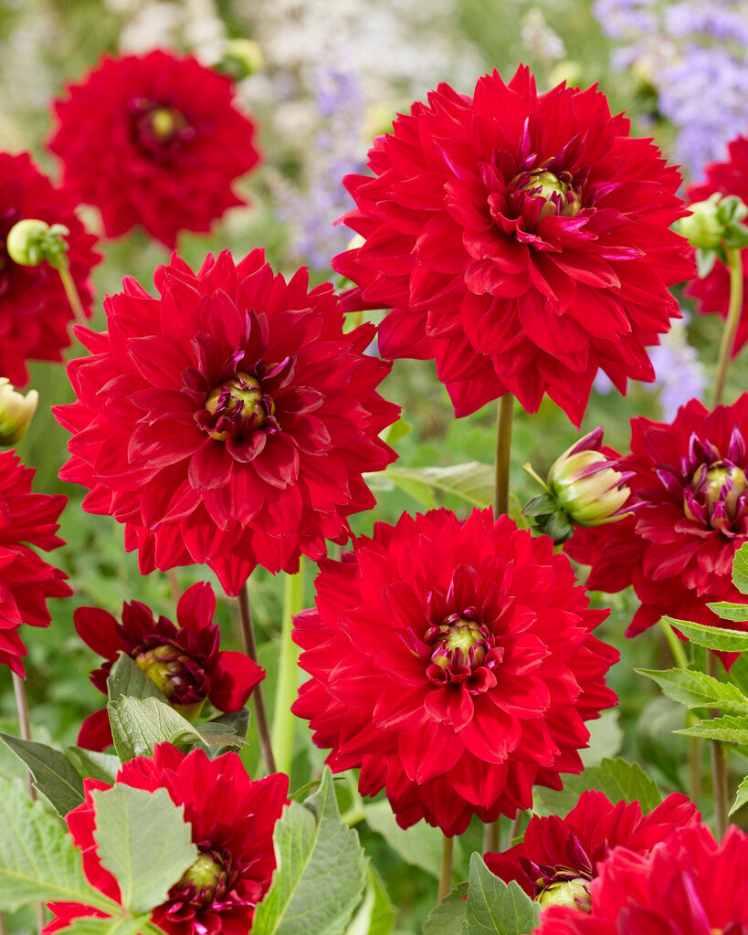 Dahlia Deorativ All Directions 1-pack